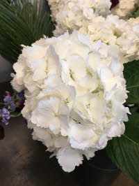 Hydrangea