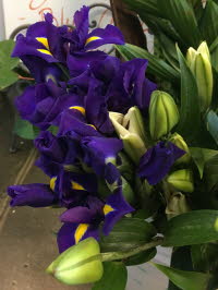 Iris