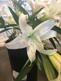 Lily
