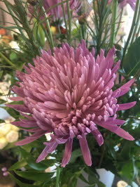 Purple Fuji Mum